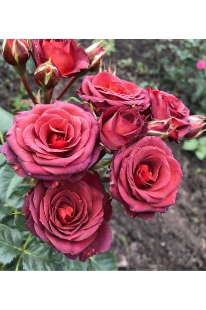 Brown Sugar троянда – унікальне забарвлення пелюсток